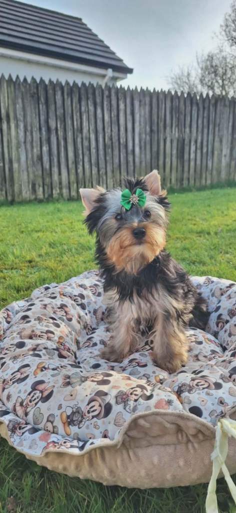 Yorkshire Terrier