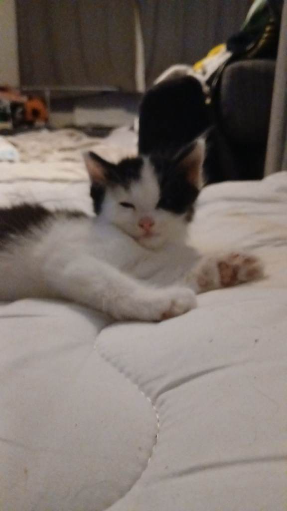 Kittens for sale