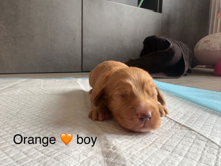 10 beautiful red cocker spaniel pups 