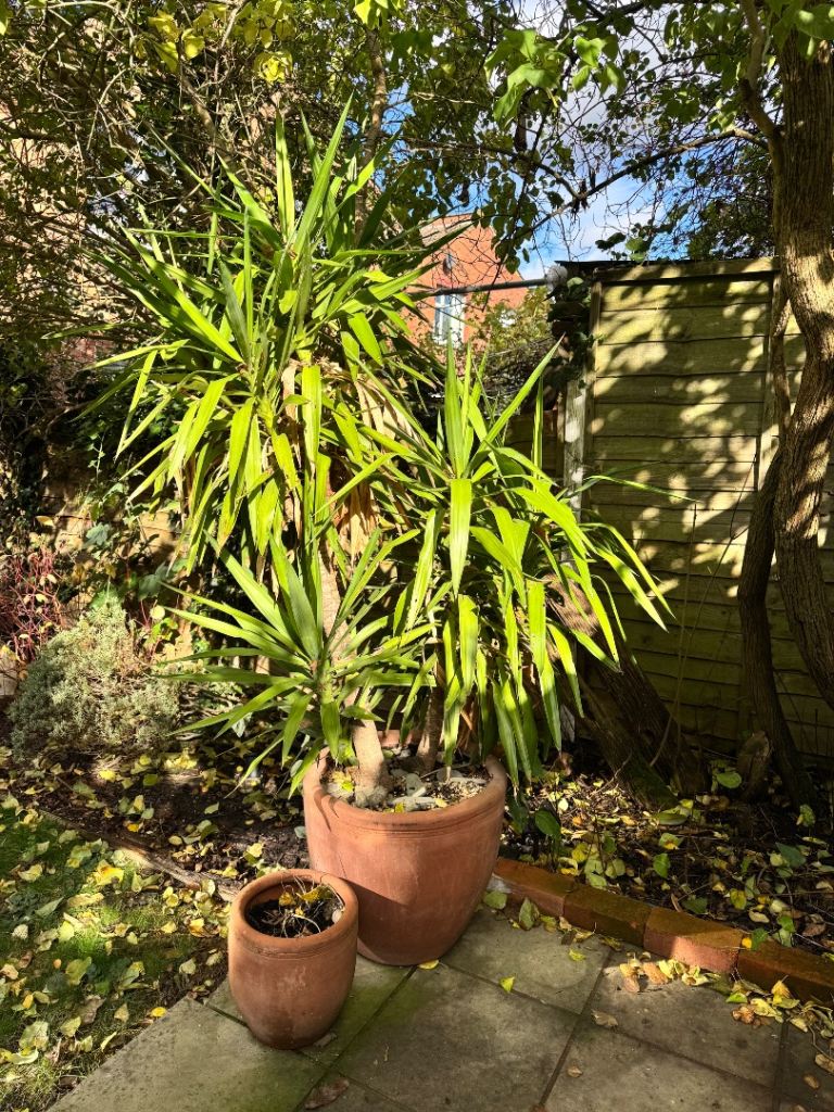 image for XXL Yukka Plant - INCLUDING terracota pot