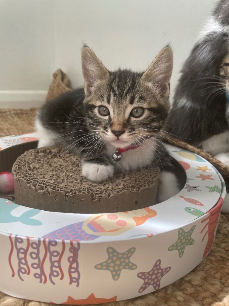 Beautiful Bengal x kittens 
