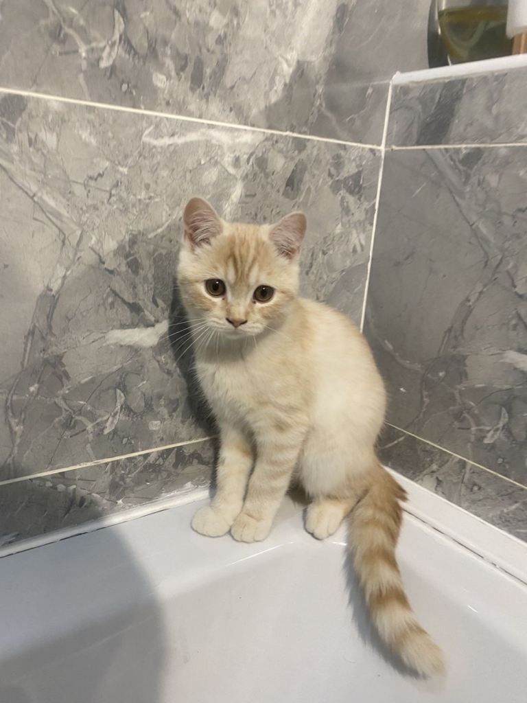 2 Mixed Persian Kittens For Sale 
