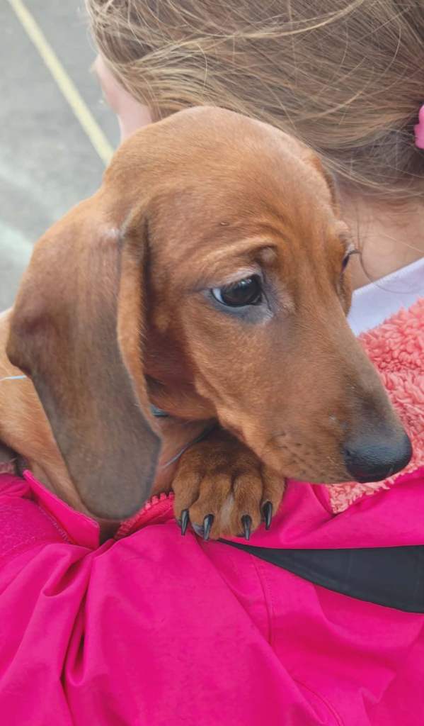 Miniature dachshund 
