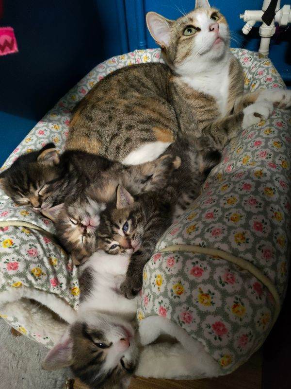 Kittens 