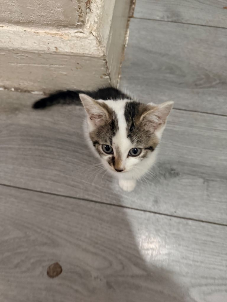 Kittens available 