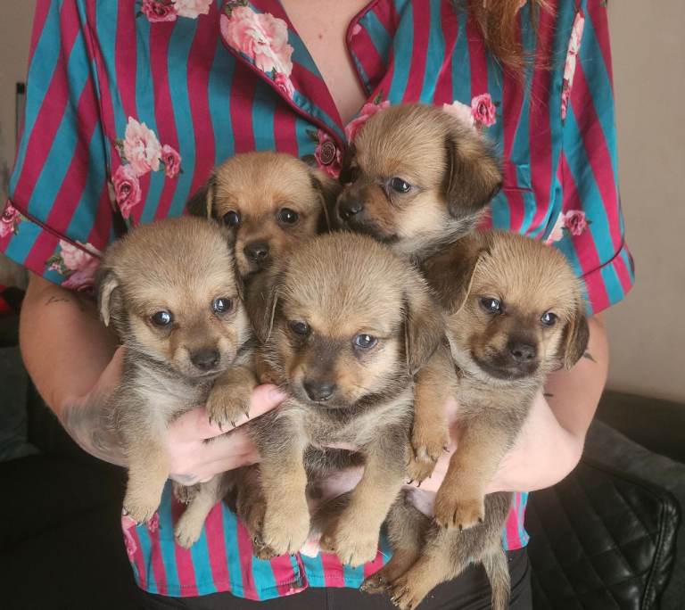 DAMERANIAN PUPPIES 