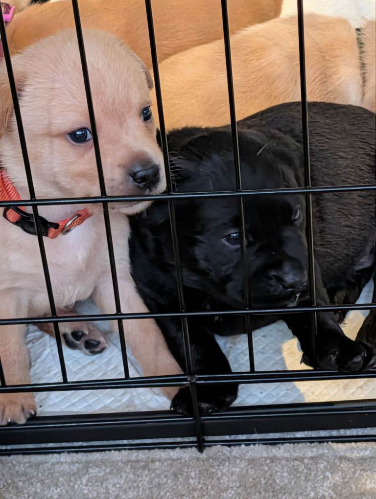 Labrador puppies 