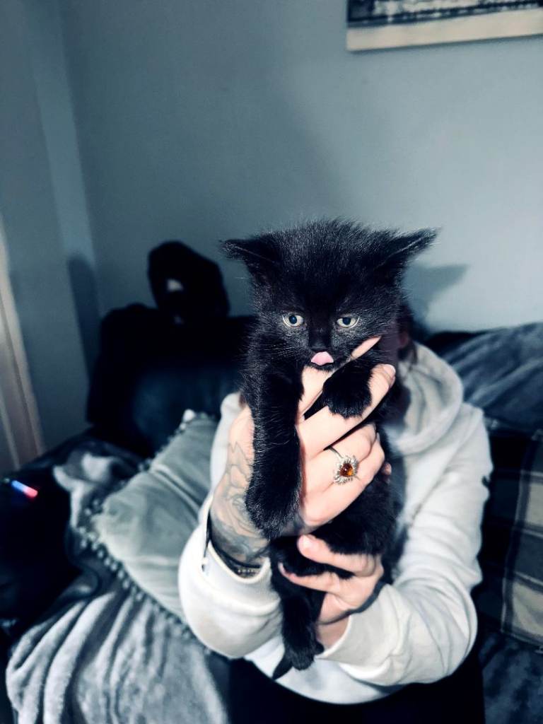 Long haired kittens £30