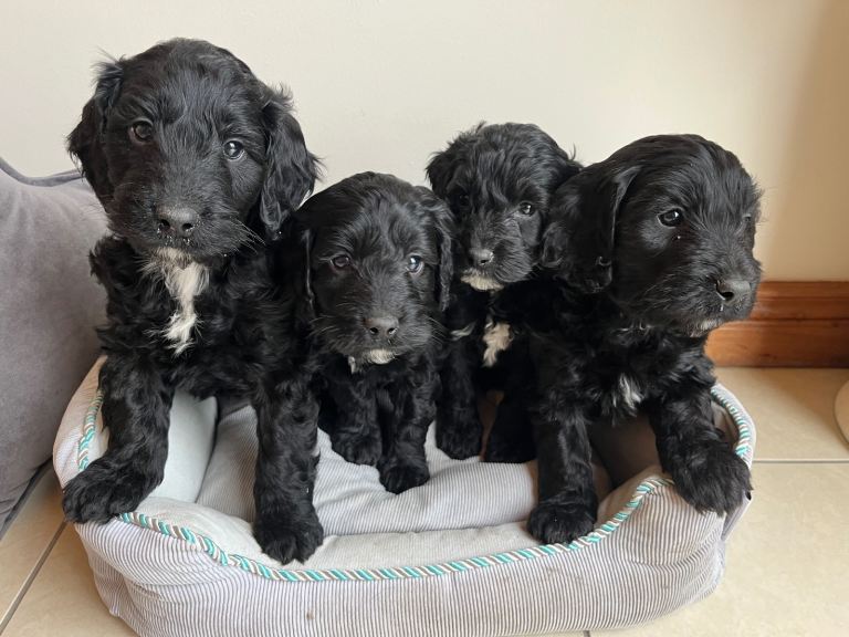 image for Cockapoo Puppies F1