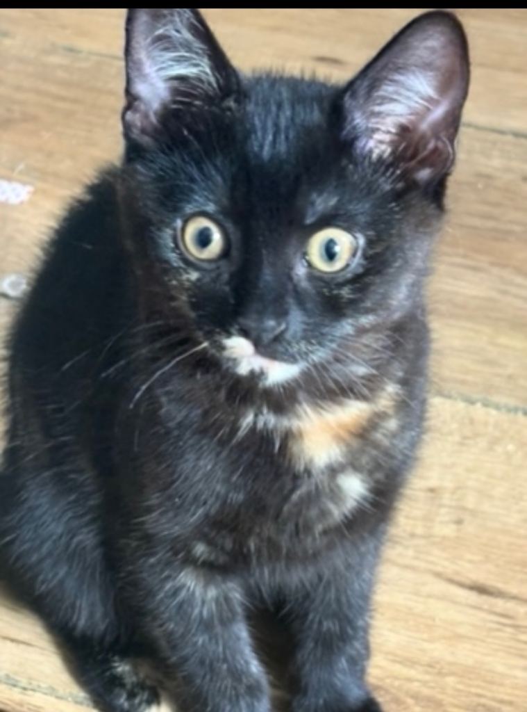 Tortoiseshell/Torbie Kitten for sale aged 12 weeks