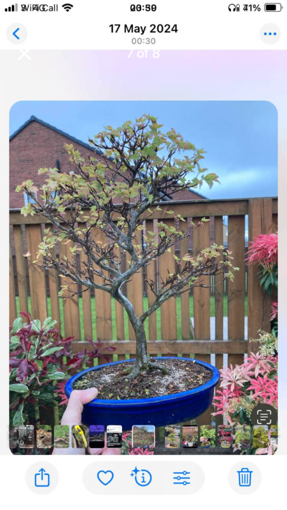 Trident maple bonsai 