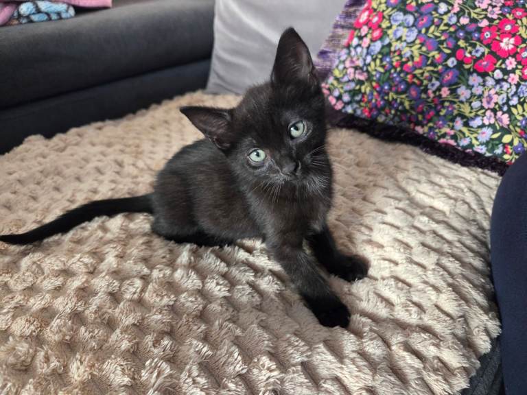 Black tabby kitten 