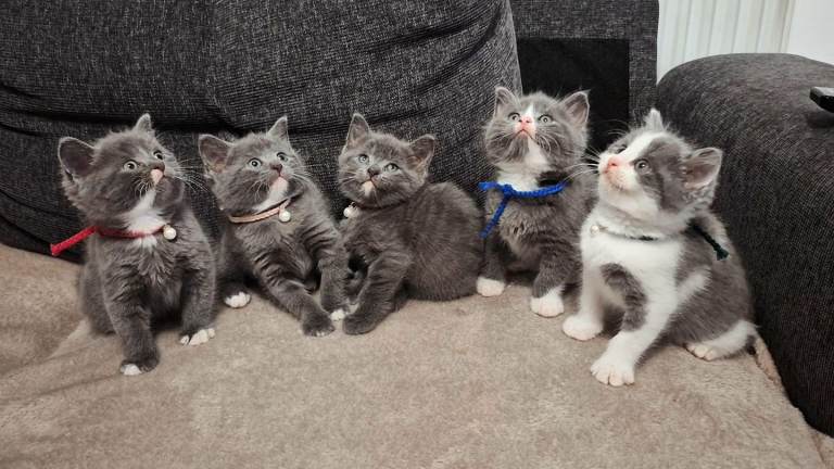 Stunning Blue Shorthair Kittens