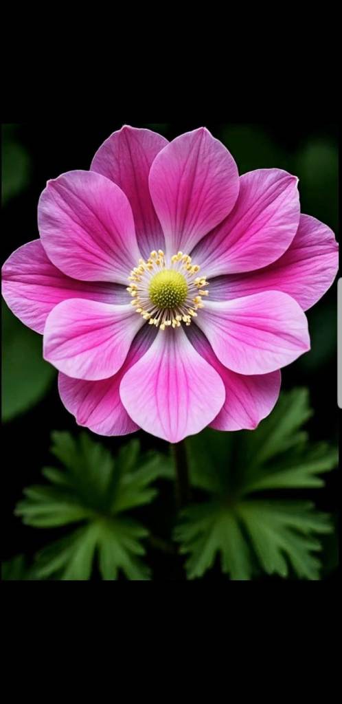 FULL BODY MASSAGE! GOLDERS GREEN!