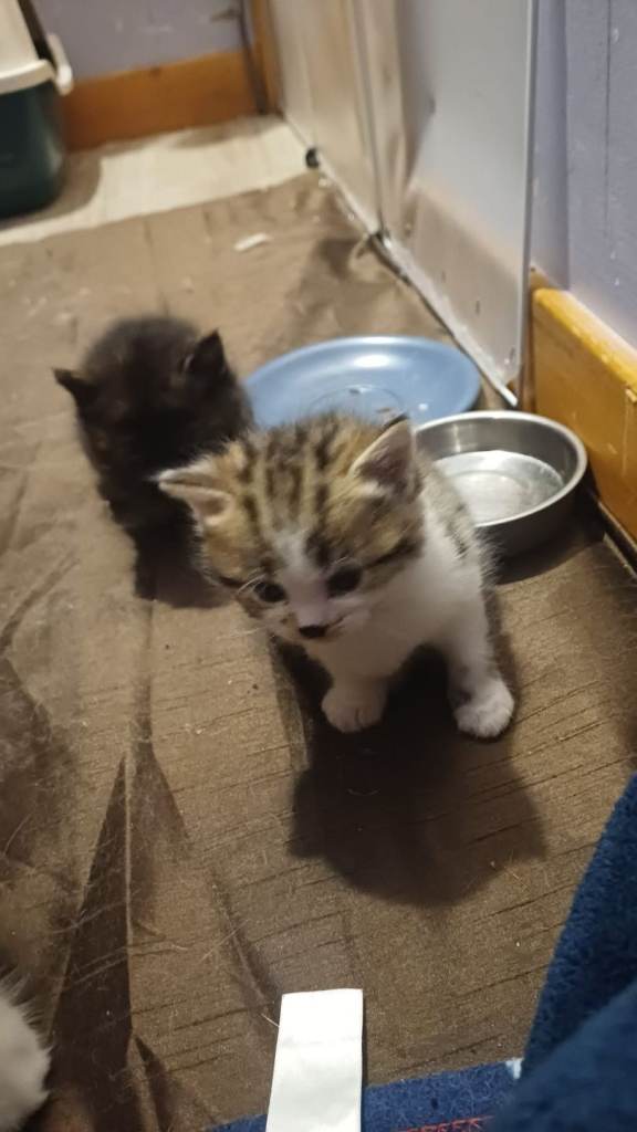 4 siberian mixed breed kittens