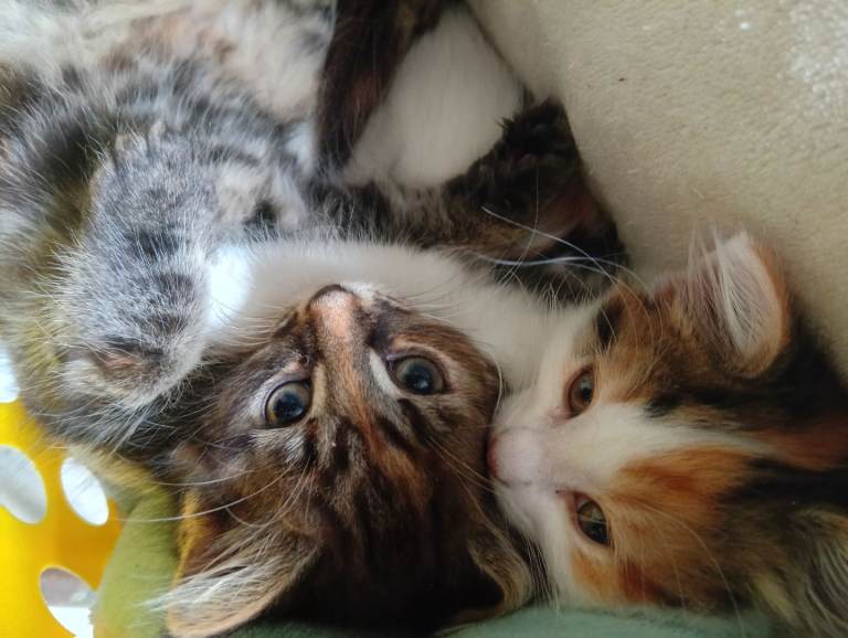 Kittens 