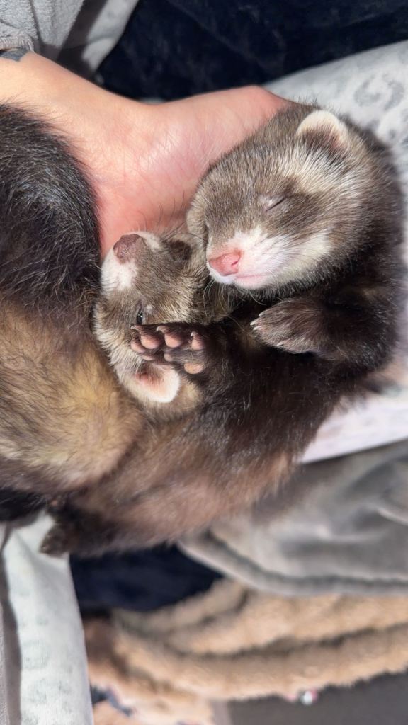 Ferrets bonded pair last 2 of litter 