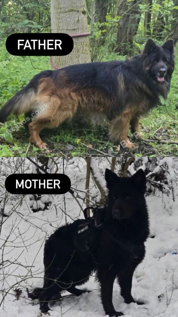 3 purebred German shepherd puppies 