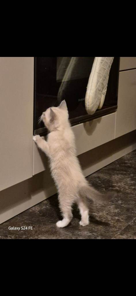 Ragdoll kittens for sale 