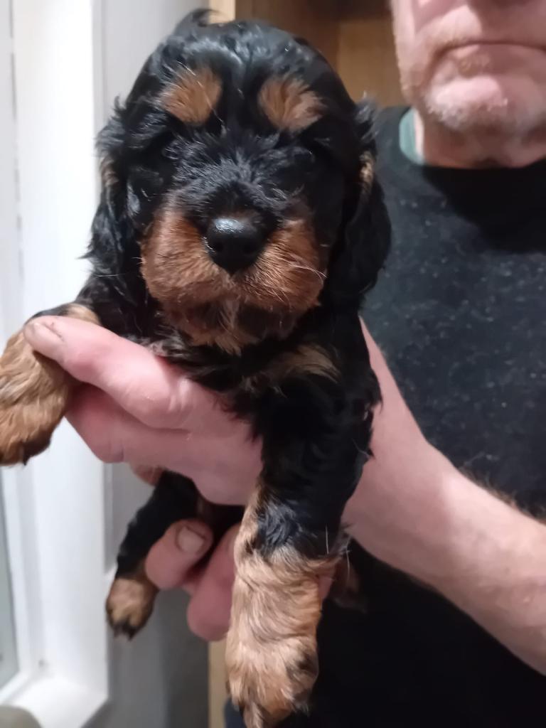 Cavapoo Puppies