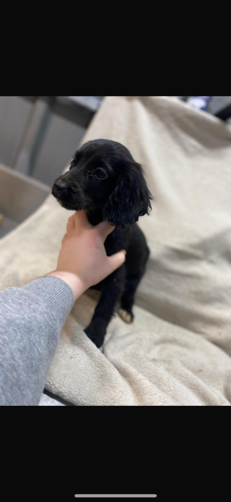 3 spaniel puppies ready to go. 