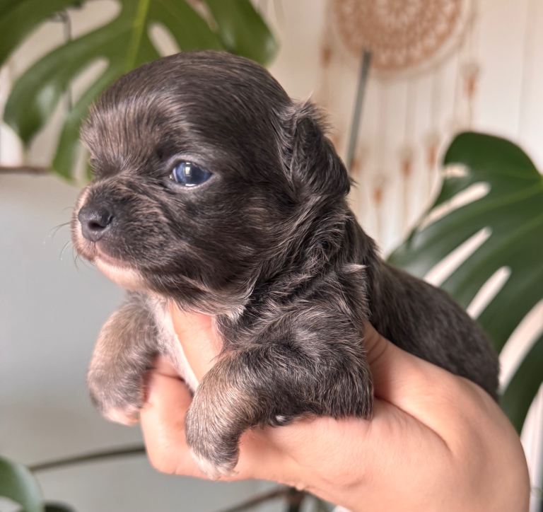  tiny chihuahua blue longhair puppy.