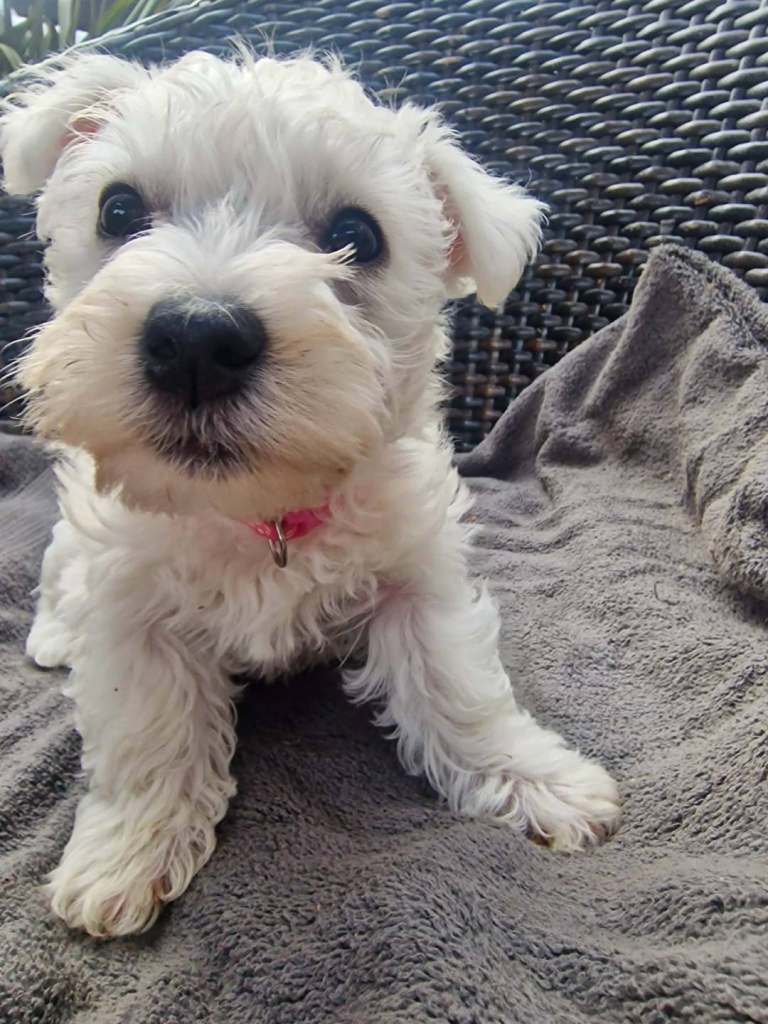2 female West Highland Terrier puppies 