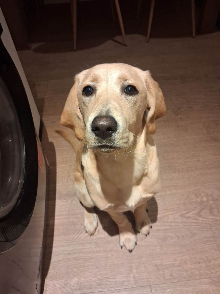 Labrador