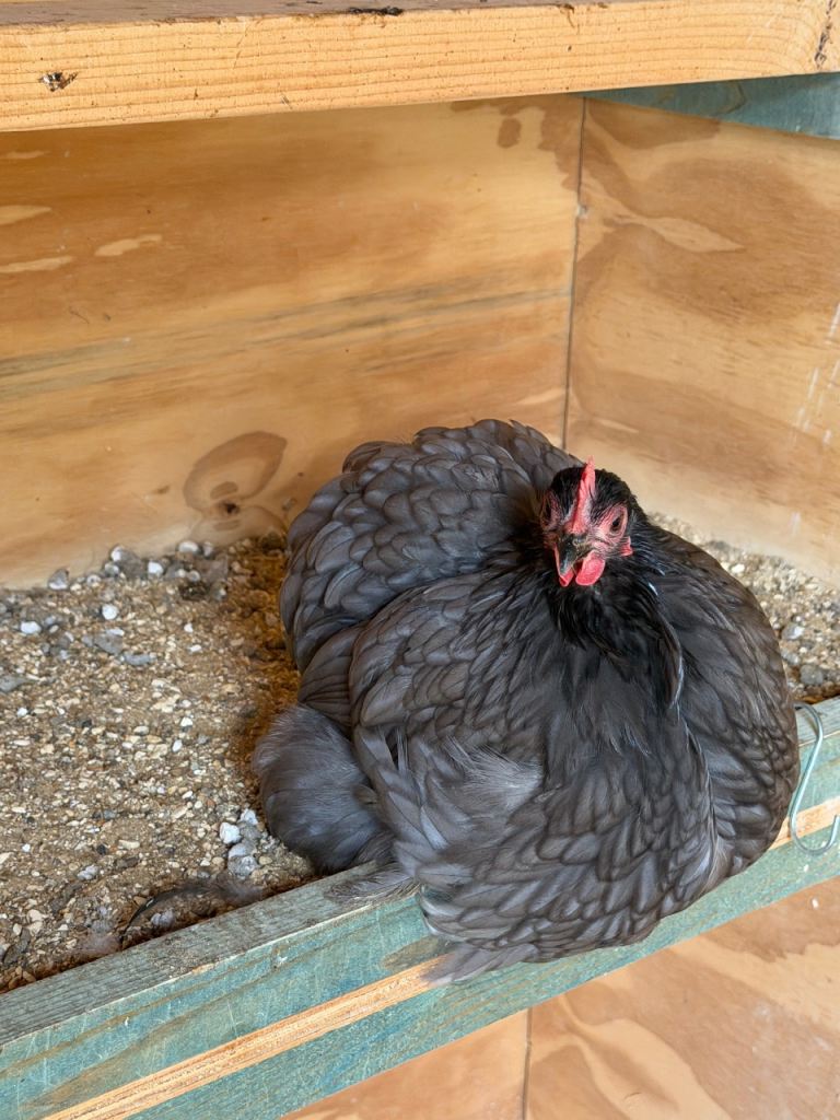 All different chickens 