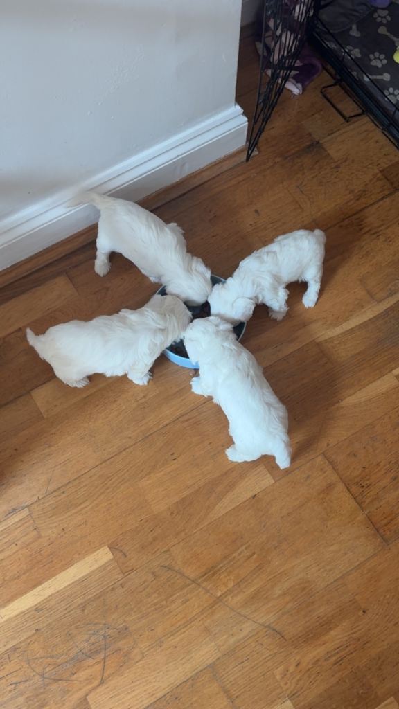 Offers Welcomed, Bichon puppies 
