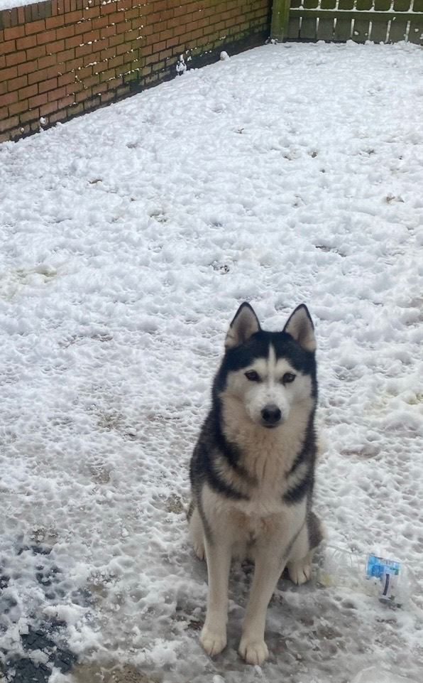  8yr old female husky, reluctant Sale health reasons . Genuine husky owners only *