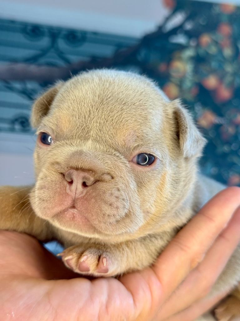 New Shade KC Registered French Bulldog Puppies