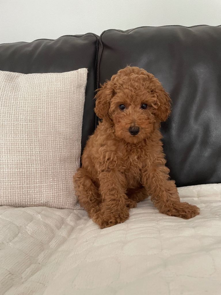 KC Registered Toy Poodle