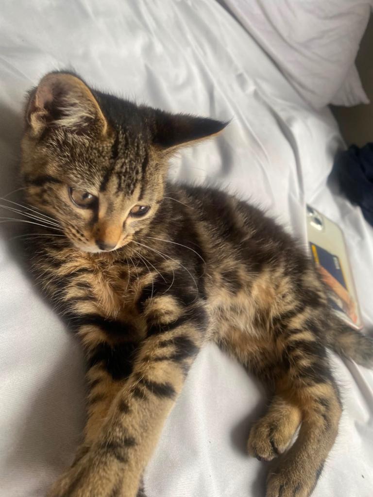 Cute tabby kitten (NEED GONE ASAP)