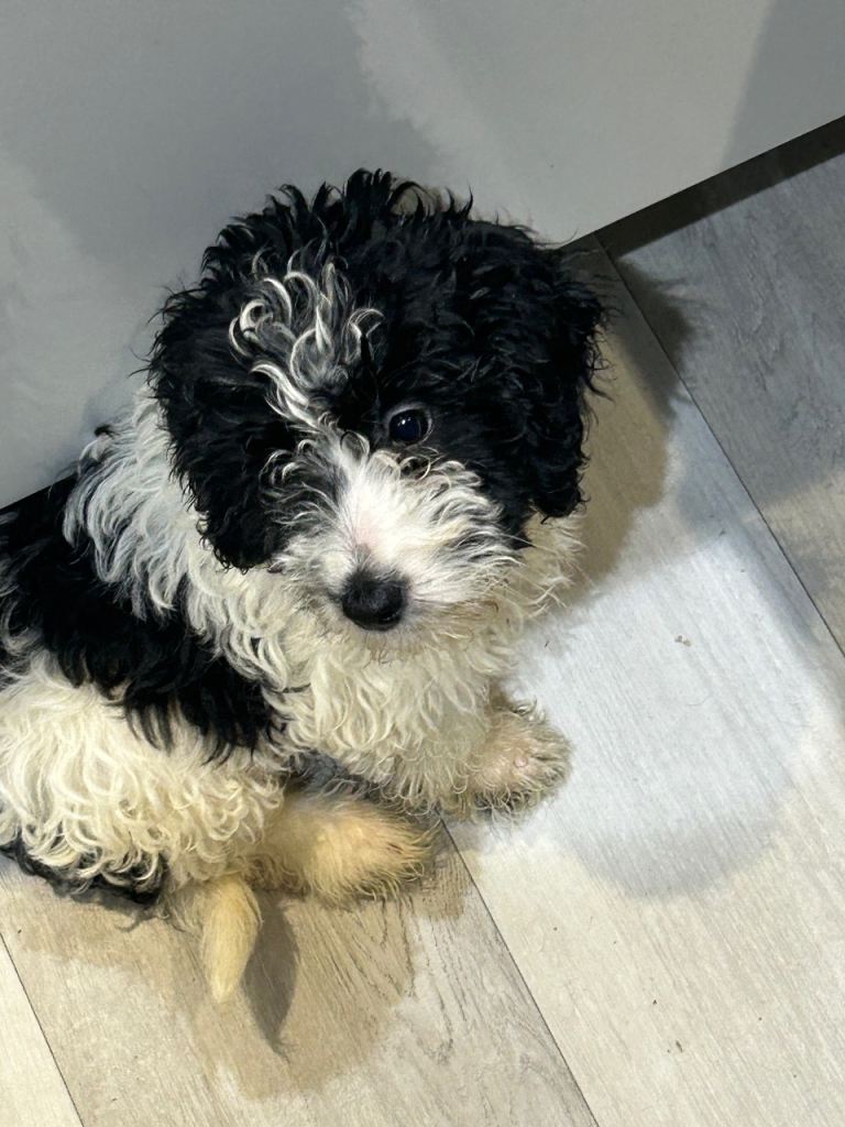 Last remaining beautiful cockapoo girl ready to go. 