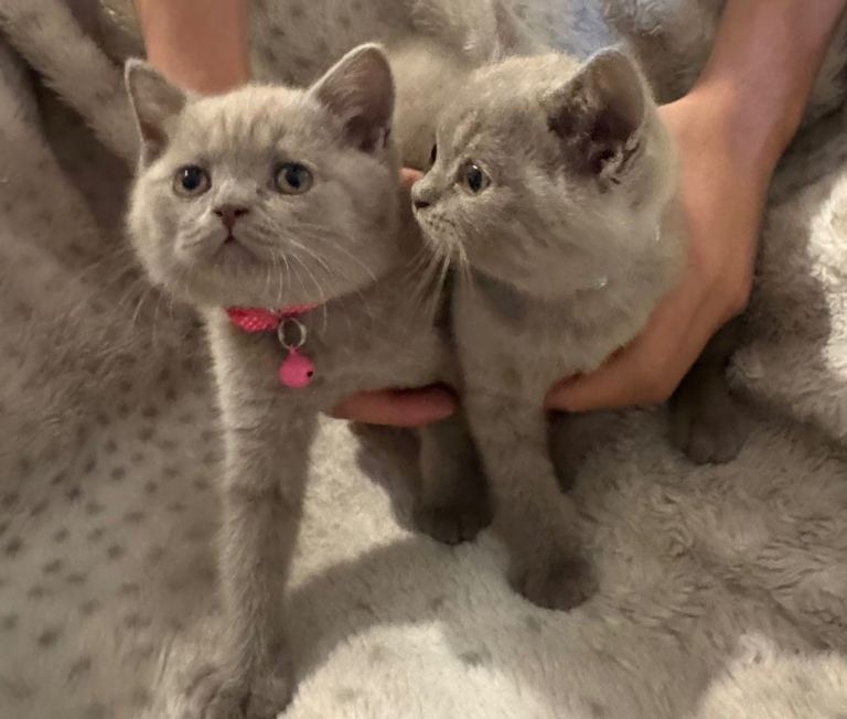 Kitten British short hair