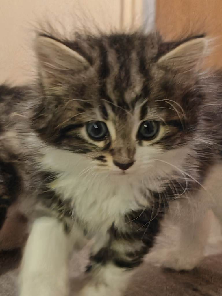 ADORABLE, PLAYFUL KITTENS READY FOR THEIR FOREVER HOMES! 🐾