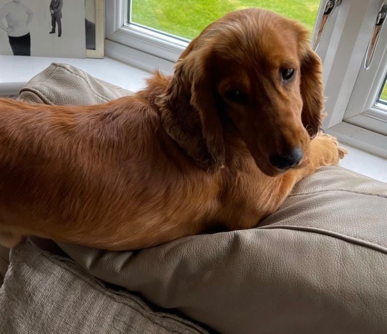 4 Sprocker Spaniel Puppies for sale