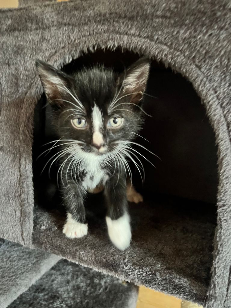 Beautiful kittens looking for a loving home