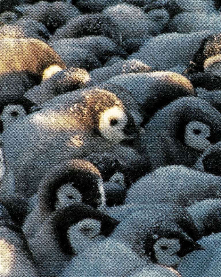12 Framed original Book Print of EMPEROR PENGUINS
