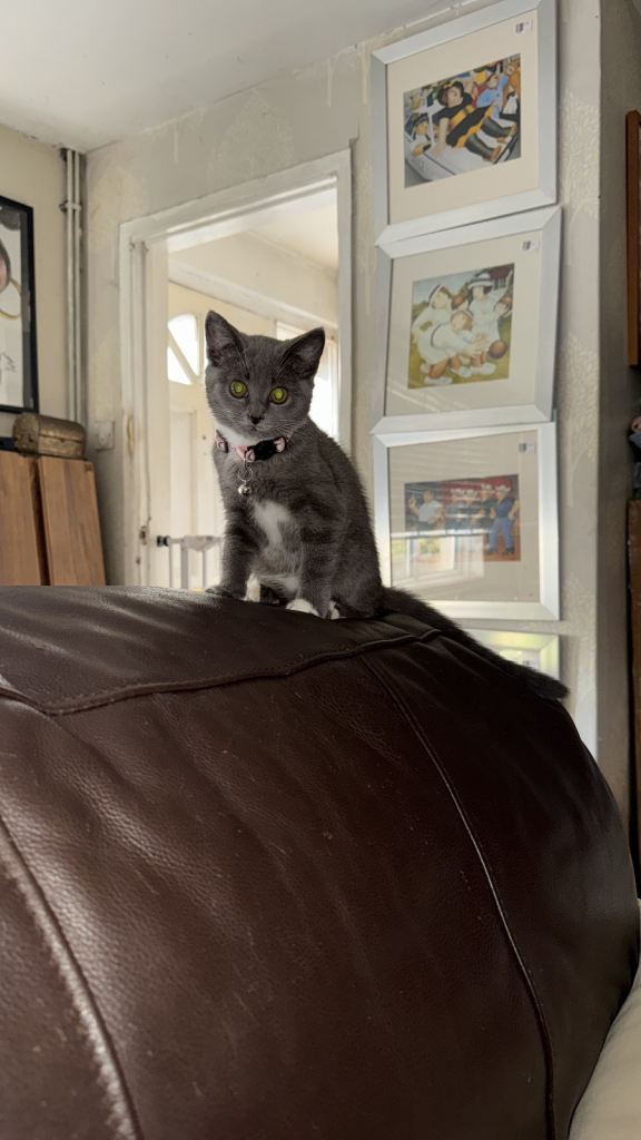 Grey kitten