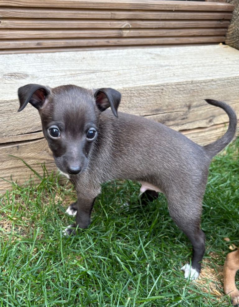 Italian greyhound puppies
