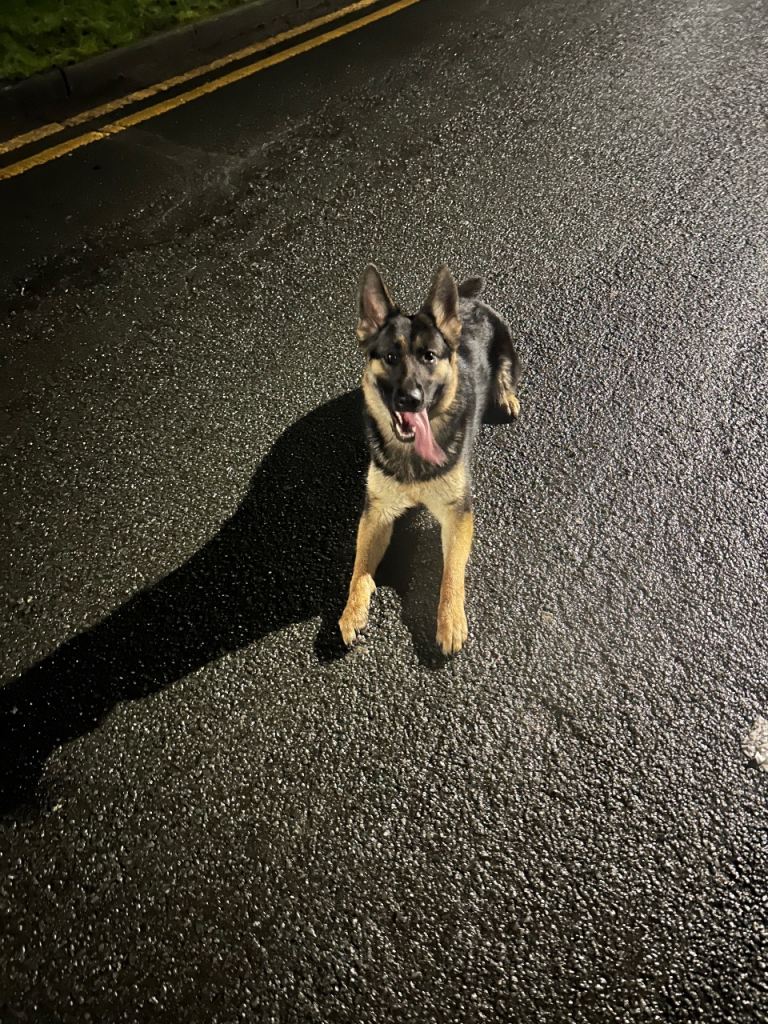 Female German Shepard 