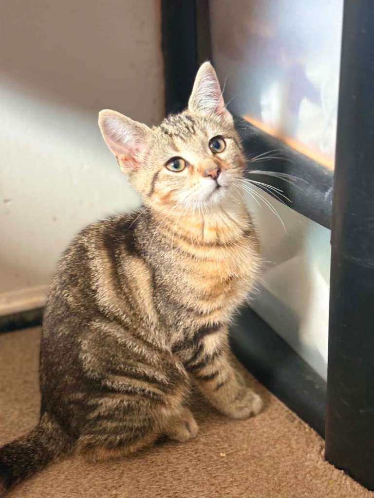 Kittens for sale