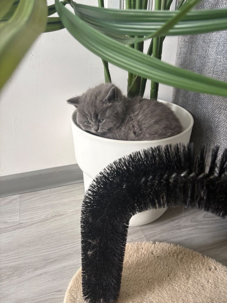 British shorthair boy 