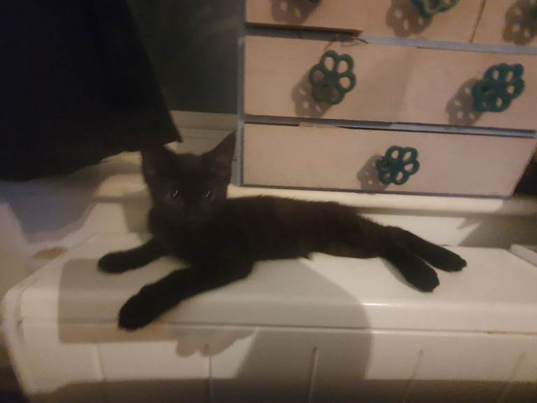 2 13 week old kittens for sale 