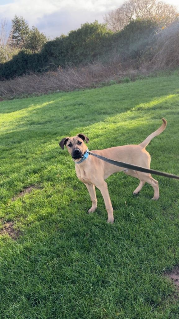 Ultimate Pincher Puppy