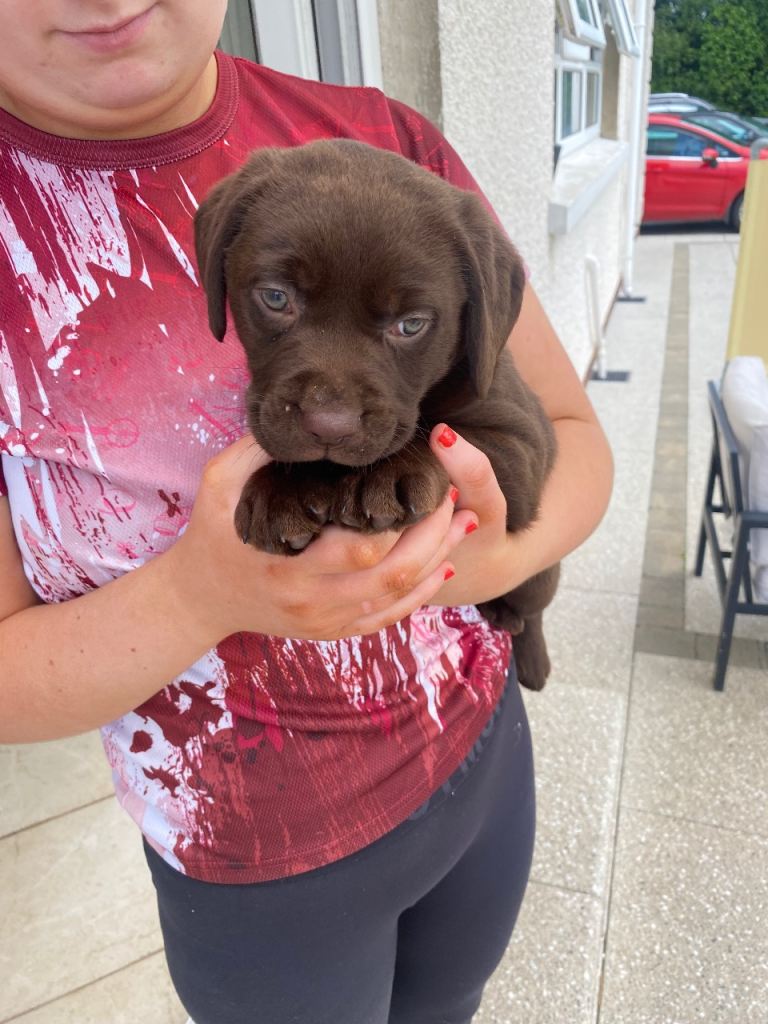 Chocolate brown male Labrador puppies for Sale