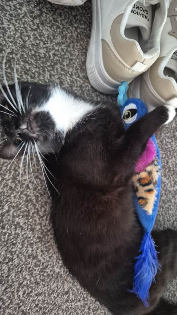 Kitten