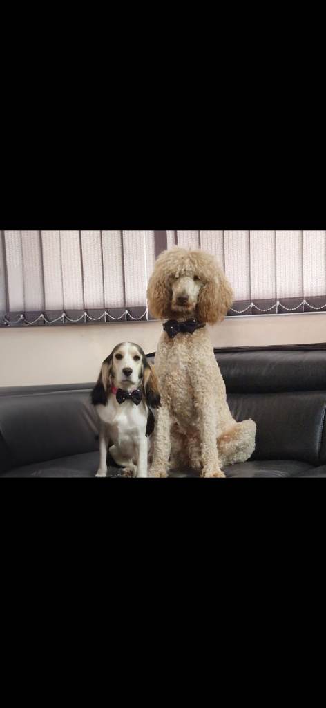 2 year old Standard poodle. Health tested, amazing boy 